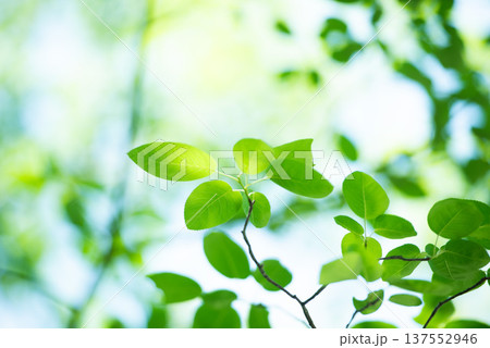 清々しさが漂う新緑の季節 137552946
