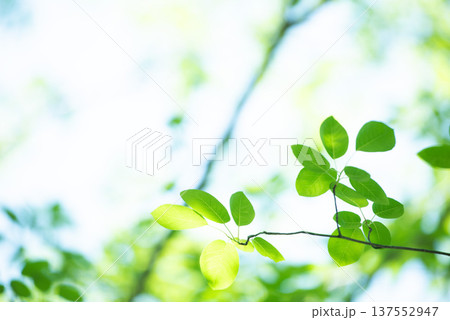 清々しさが漂う新緑の季節 137552947