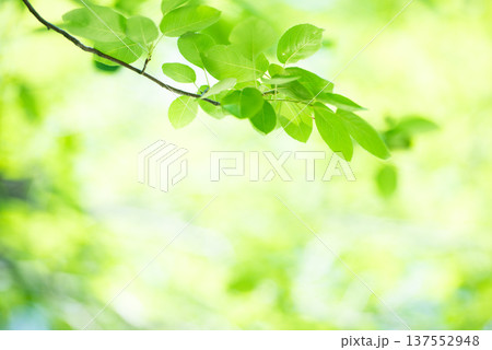 清々しさが漂う新緑の季節 137552948