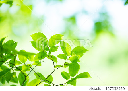清々しさが漂う新緑の季節 137552950