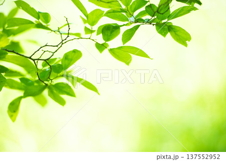 清々しさが漂う新緑の季節 137552952