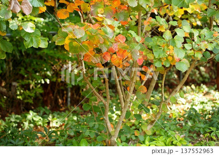 色づく マンサクの葉 色づく マンサクの葉 137552963