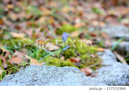 爽やか　リンドウの花 137552966