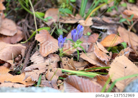 爽やか　リンドウの花 137552969