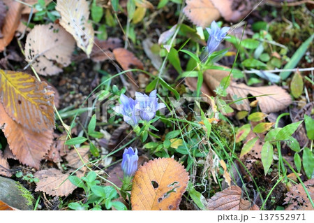 爽やか　リンドウの花 137552971