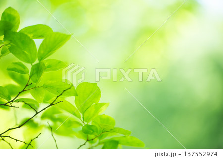 清々しさが漂う新緑の季節 137552974