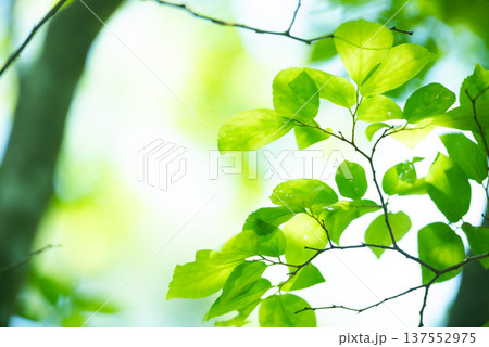 清々しさが漂う新緑の季節 137552975