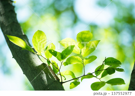 清々しさが漂う新緑の季節 137552977