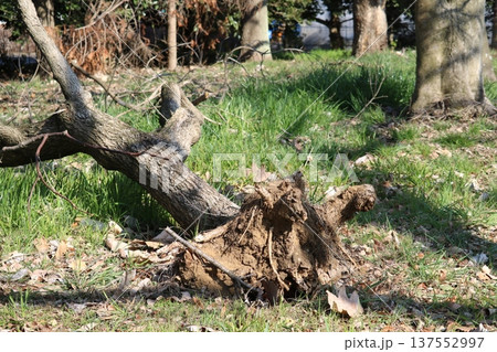 冬に倒れた木 早春の公園 冬に倒れた木 早春の公園 137552997