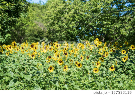 ヒマワリのある風景 137553119