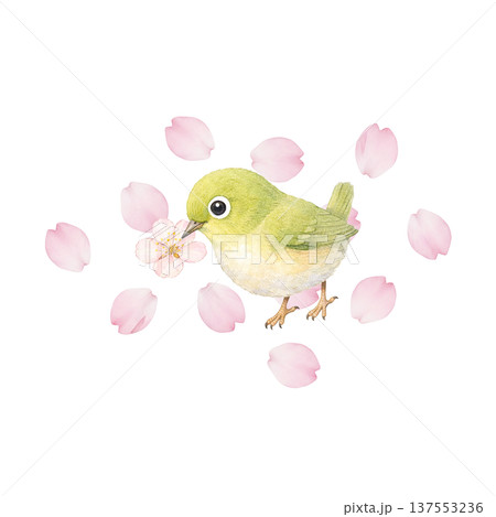 春の小鳥と桜の水彩イラスト メジロと桜のかわいい春素材 137553236