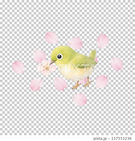 春の小鳥と桜の水彩イラスト メジロと桜のかわいい春素材 137553236
