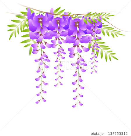 藤の花 藤の花 137553312