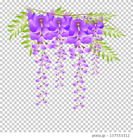 藤の花 藤の花 137553312