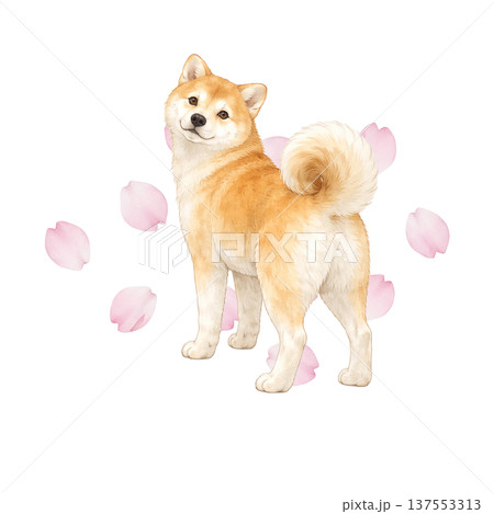 桜と柴犬の水彩イラスト 春のかわいい日本犬素材 桜と柴犬の水彩イラスト 春のかわいい日本犬素材 137553313