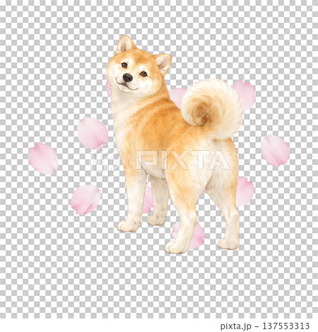 櫻花和柴犬的水彩插畫，可愛的日本狗狗素材，充滿春天的氣息。 137553313