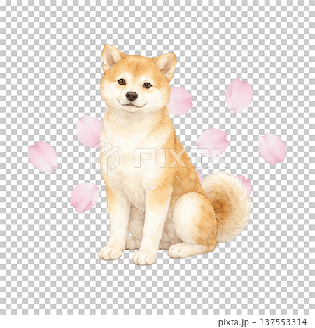 桜と柴犬の水彩イラスト 春のかわいい日本犬素材 137553314
