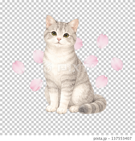 Watercolor illustration of cherry blossom petals and cats. Cute spring cat material. Watercolor illustration of cherry blossom petals and cats. Cute spring cat material. 137553407