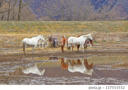 ホースランド安曇野の馬 137553552