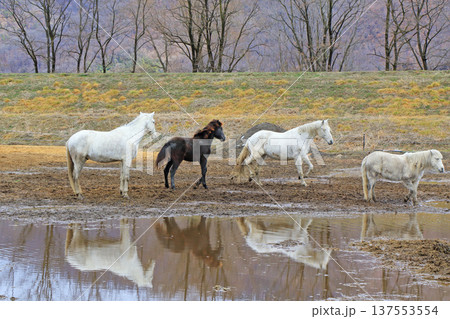 ホースランド安曇野の馬 137553554