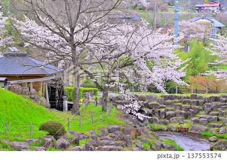 満開の矢瀬遺跡の桜と水車小屋　群馬県みなかみ町　　　　 137553574