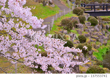 満開の矢瀬遺跡の桜 群馬県みなかみ町 満開の矢瀬遺跡の桜 群馬県みなかみ町 137553741