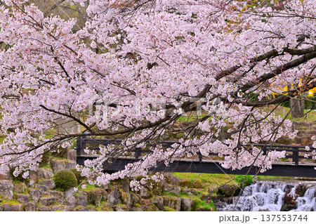 満開の矢瀬遺跡の桜　群馬県みなかみ町　　　　 137553744