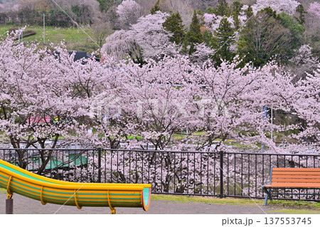 満開の矢瀬遺跡の桜 群馬県みなかみ町 満開の矢瀬遺跡の桜 群馬県みなかみ町 137553745