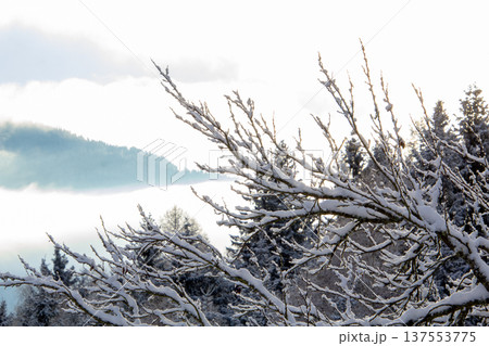 Snowcapped branches and in the distance the mist in the valley 137553775