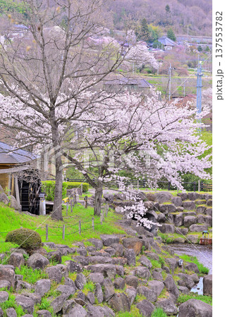 満開の矢瀬遺跡の桜と水車小屋 群馬県みなかみ町 満開の矢瀬遺跡の桜と水車小屋 群馬県みなかみ町 137553782