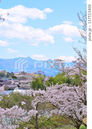 矢瀬遺跡から利根川　満開の桜　赤城山の風景　群馬県みなかみ町　　　　 137553800