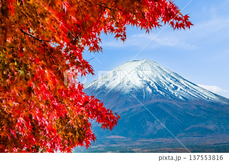 河口湖畔の紅葉と富士山 137553816