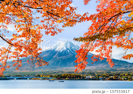 河口湖畔の紅葉と富士山 137553817