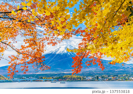 河口湖畔の紅葉と富士山 137553818