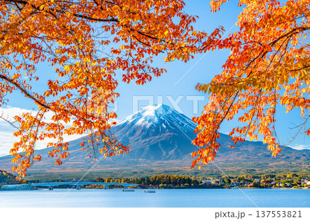 河口湖畔の紅葉と富士山 137553821