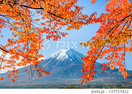 河口湖畔の紅葉と富士山 137553822