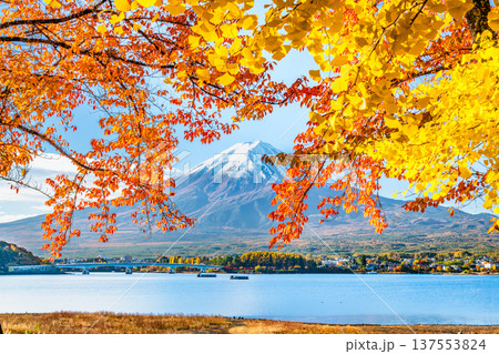 河口湖畔の紅葉と富士山 137553824