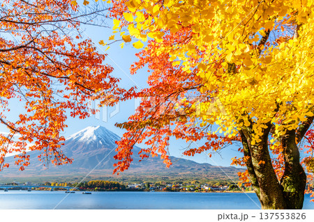 河口湖畔の紅葉と富士山 137553826