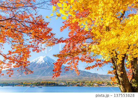 河口湖畔の紅葉と富士山 137553828