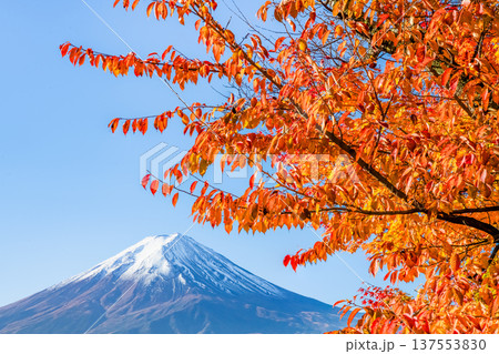 河口湖畔の紅葉と富士山 137553830