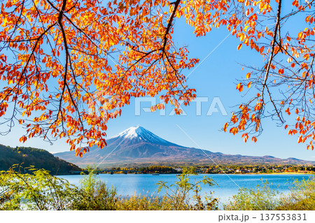 河口湖畔の紅葉と富士山 137553831