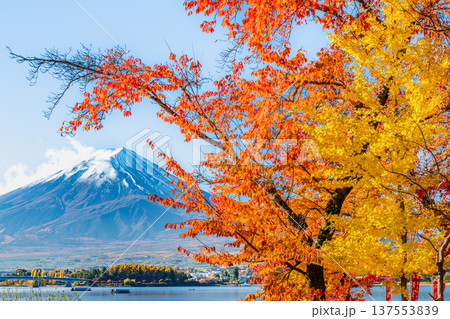 河口湖畔の紅葉と富士山 137553839