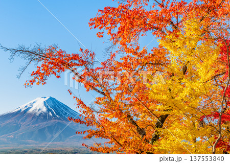 河口湖畔の紅葉と富士山 137553840