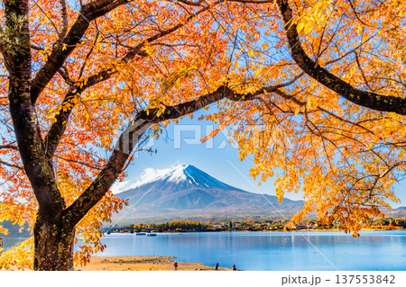 河口湖畔の紅葉と富士山 137553842