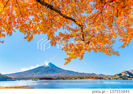 河口湖畔の紅葉と富士山 137553845