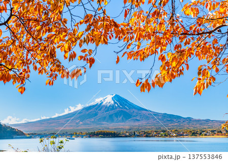 河口湖畔の紅葉と富士山 137553846