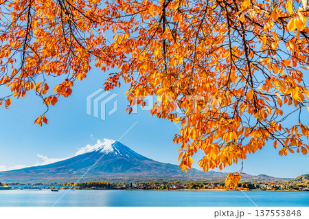 河口湖畔の紅葉と富士山 137553848