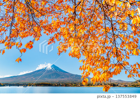 河口湖畔の紅葉と富士山 137553849