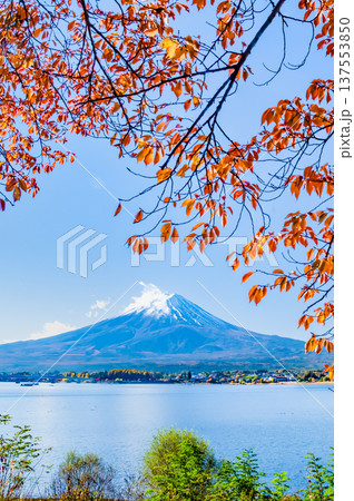 河口湖畔の紅葉と富士山 137553850