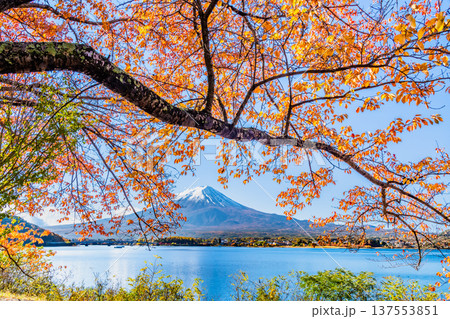 河口湖畔の紅葉と富士山 137553851